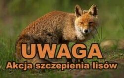 Zdjęcie do Jesienna akcja szczepienia lis&oacute;w wolno żyjących...