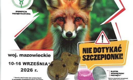 Zdjęcie do Szczepienie lis&oacute;w przeciwko wściekliźnie
