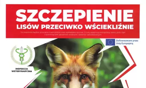 Zdjęcie do SZCZEPIENIE LIS&Oacute;W PRZECIWKO WŚCIEKLIZNIE